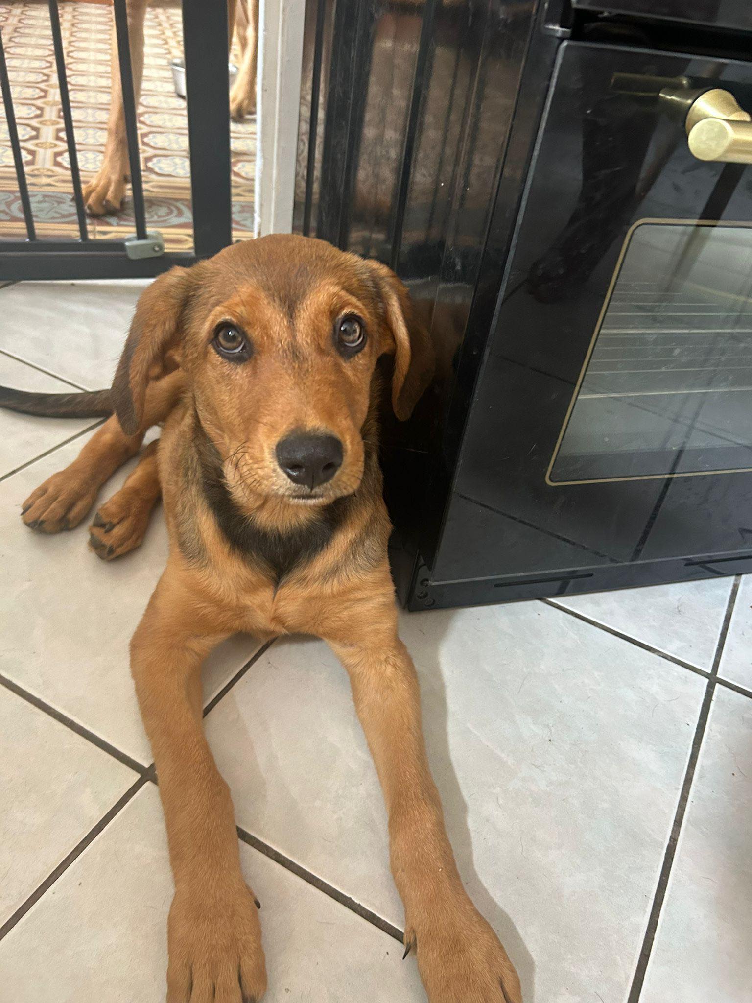 Chiens à adopter